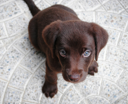 For the Love of Dogs