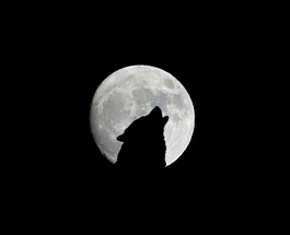 Collaborative Recruiting V’s The Lone Wolf Recruiter